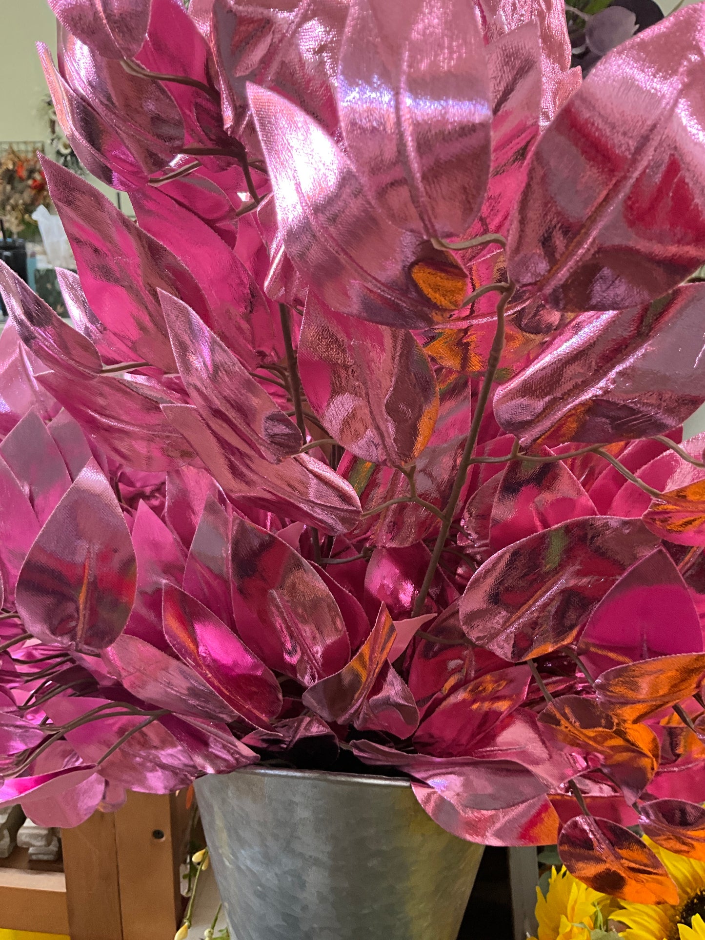 Hot pink ficus