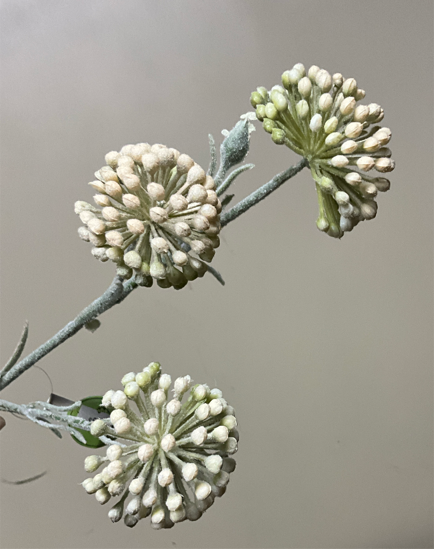 Frosted. Berry Ball 24.5 - CancreekDesigns