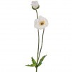 SUMMER POPPY + BUD 29"