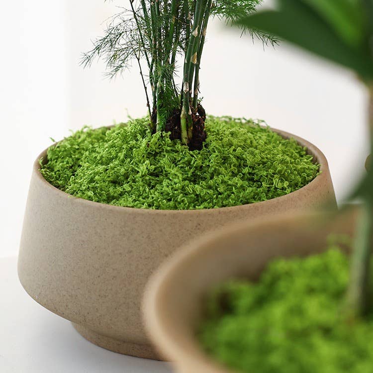 Artificial Thread Moss Rustic decoration Fake Moss grass: Light Green