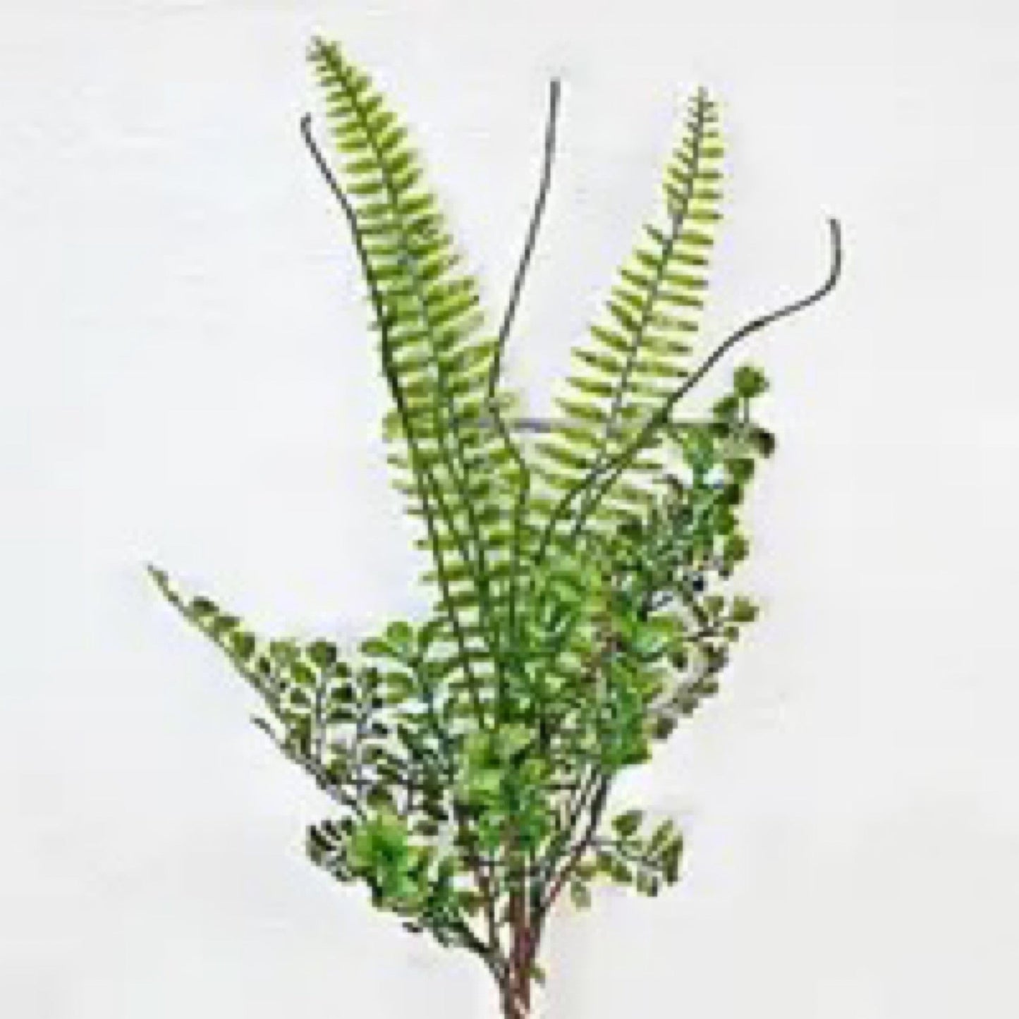 Mixed Ficus Fern bush 22” - CancreekDesigns