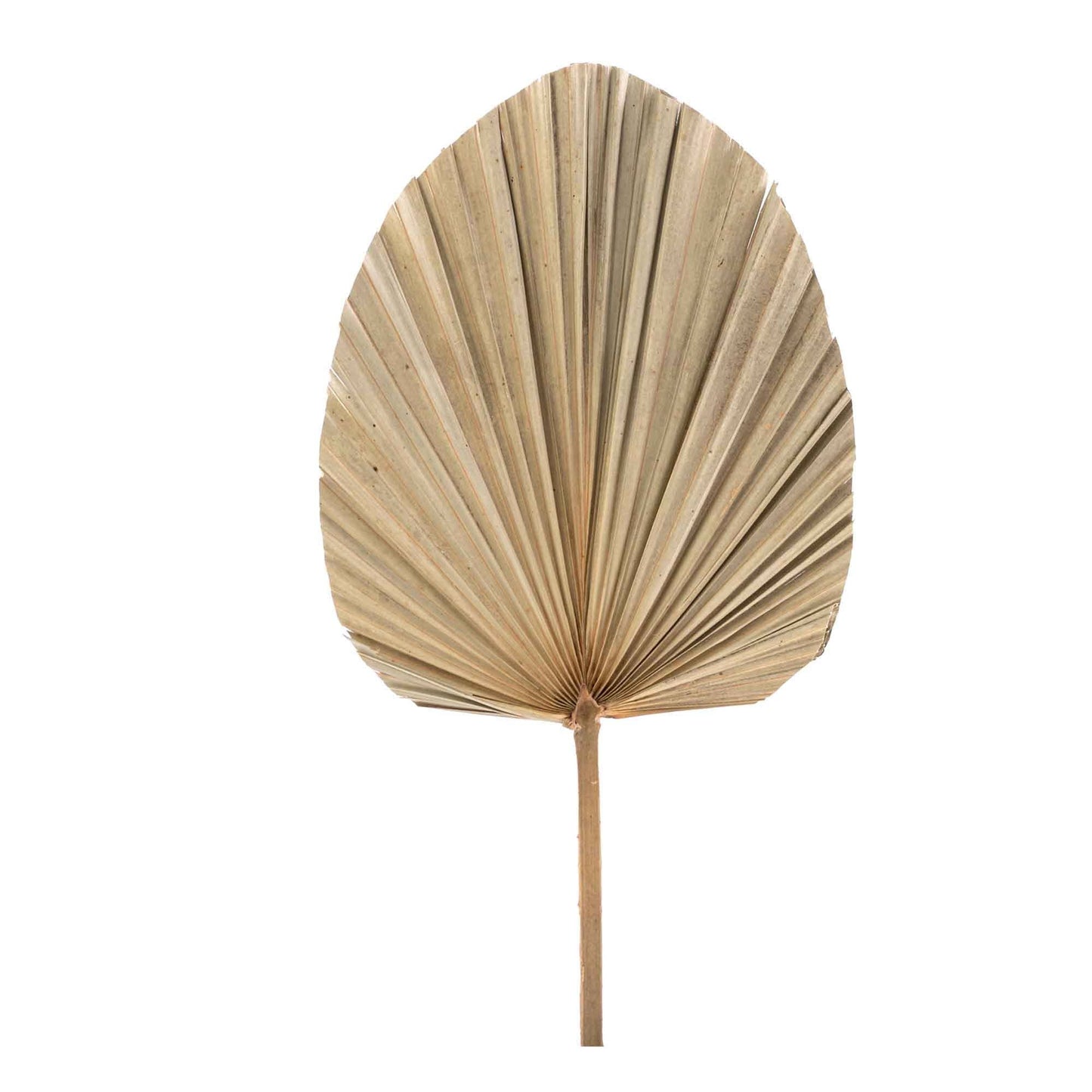Portofino International Trading, USA - Dried Palm Leaf Fan - 19“ - CancreekDesigns