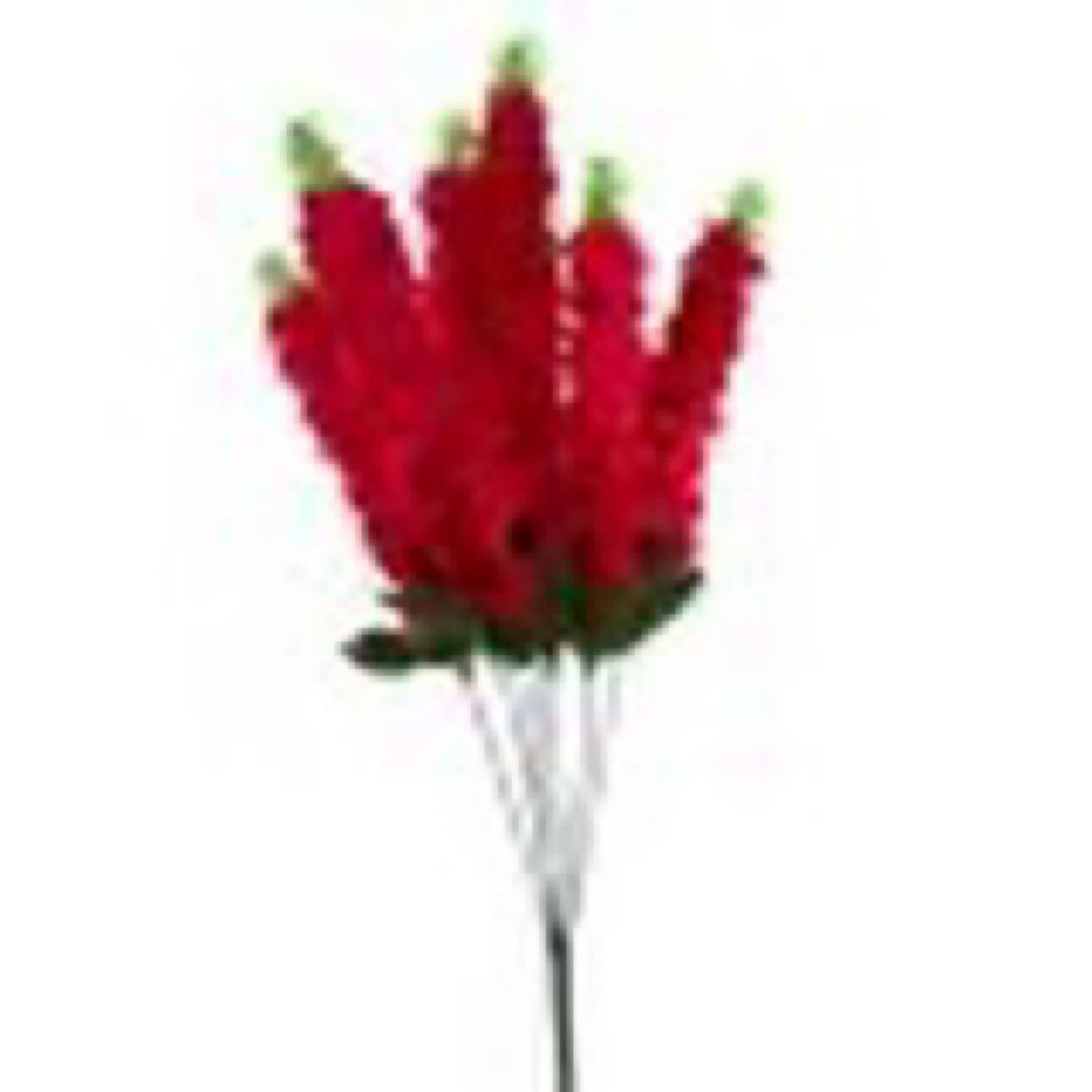 Lilac Bush - Beauty - CancreekDesigns