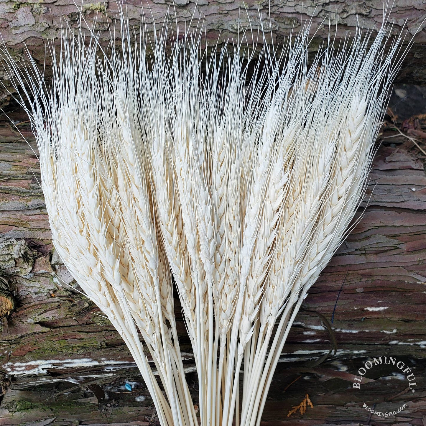 BLOOMINGFUL.COM - Dried Wheat, 50stems - White (006) - CancreekDesigns