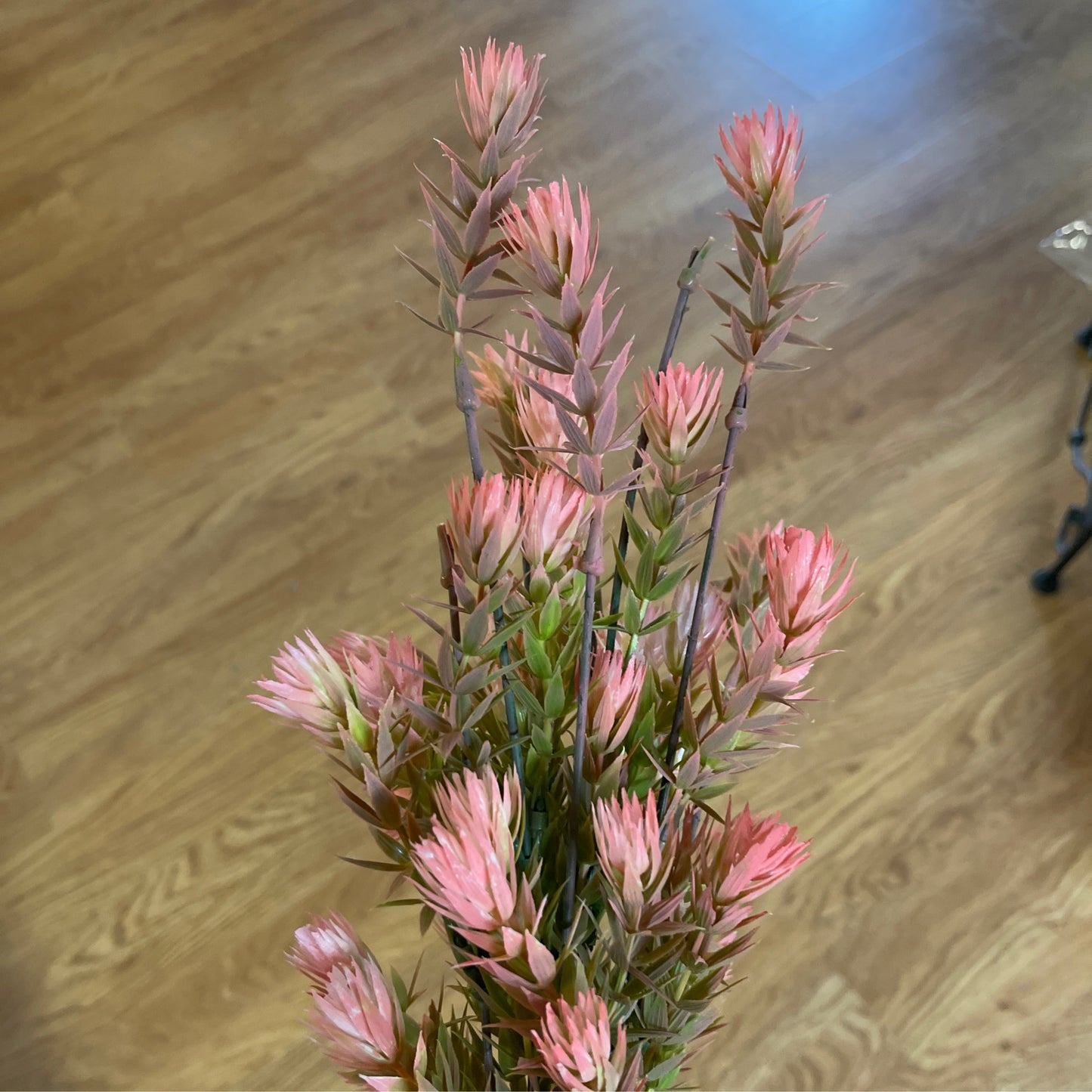 pink filler bush - CancreekDesigns