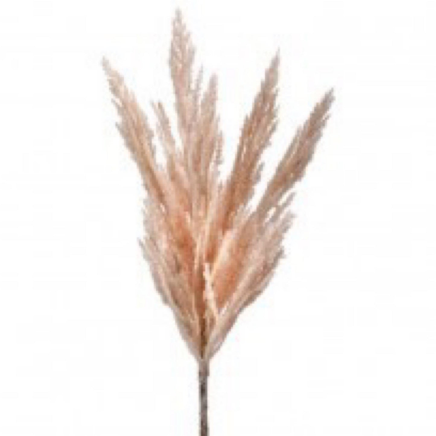 Pampas Burst Spray 31” taupe - CancreekDesigns