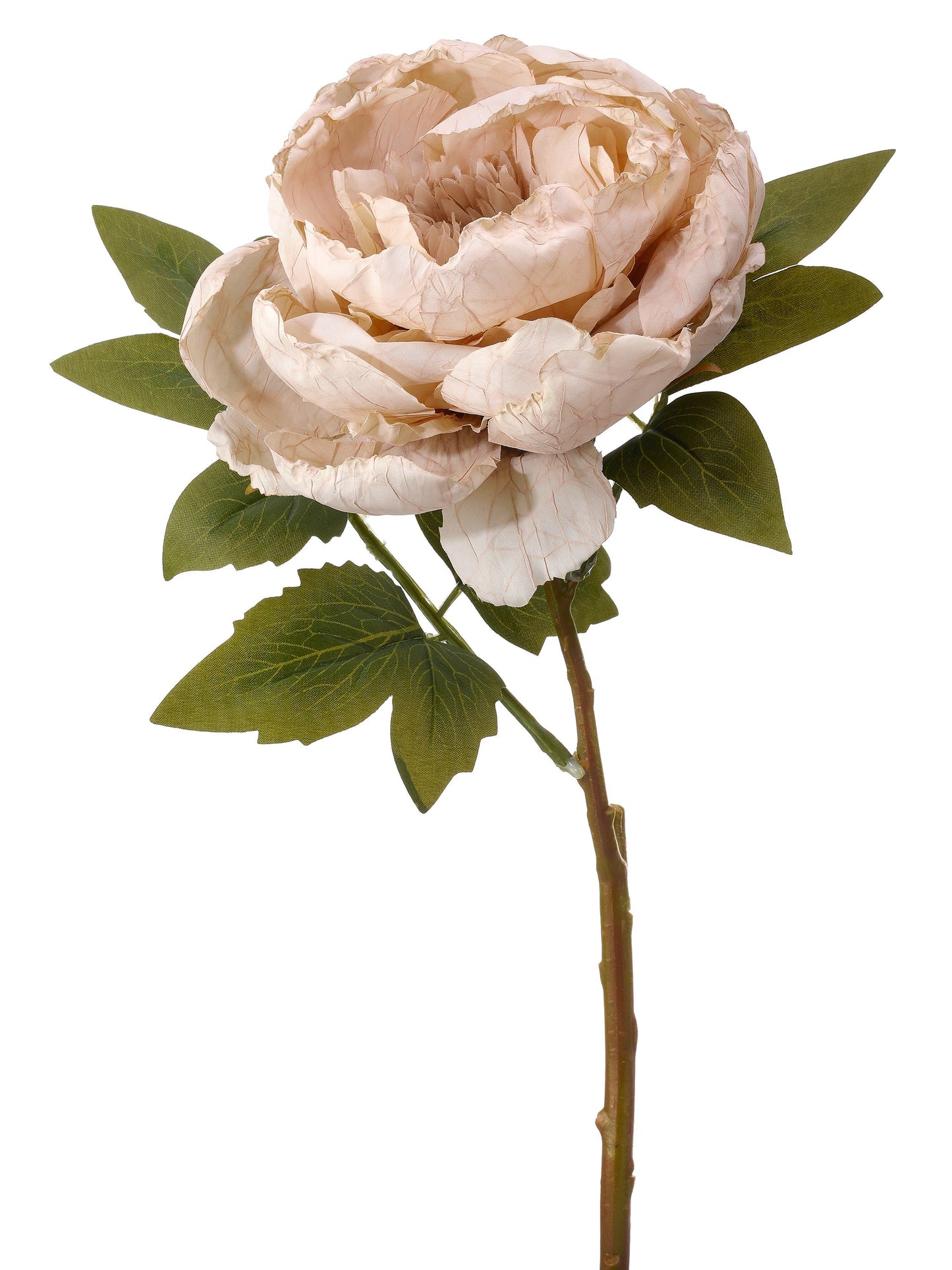 Dried Peony Spray Cream - CancreekDesigns