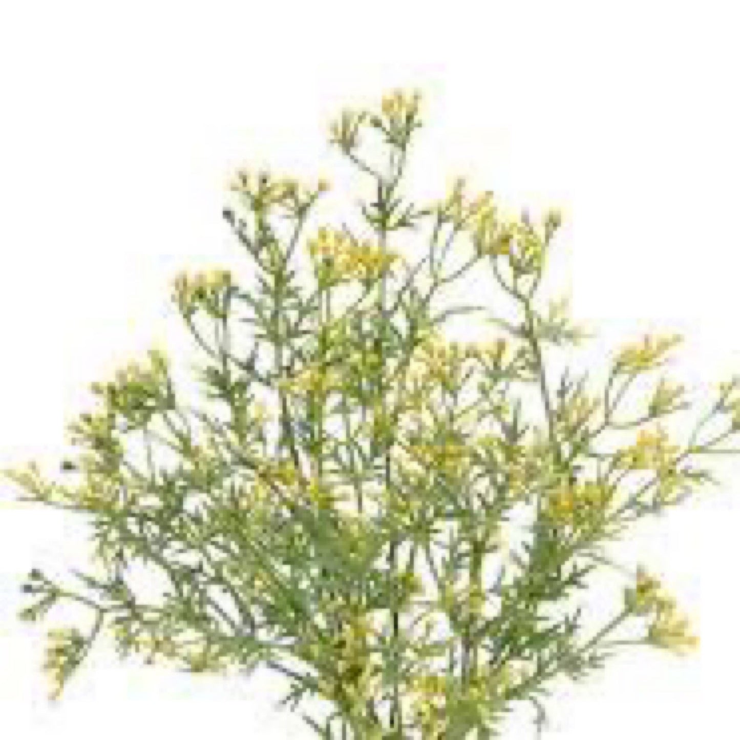 Grass bud bush - CancreekDesigns