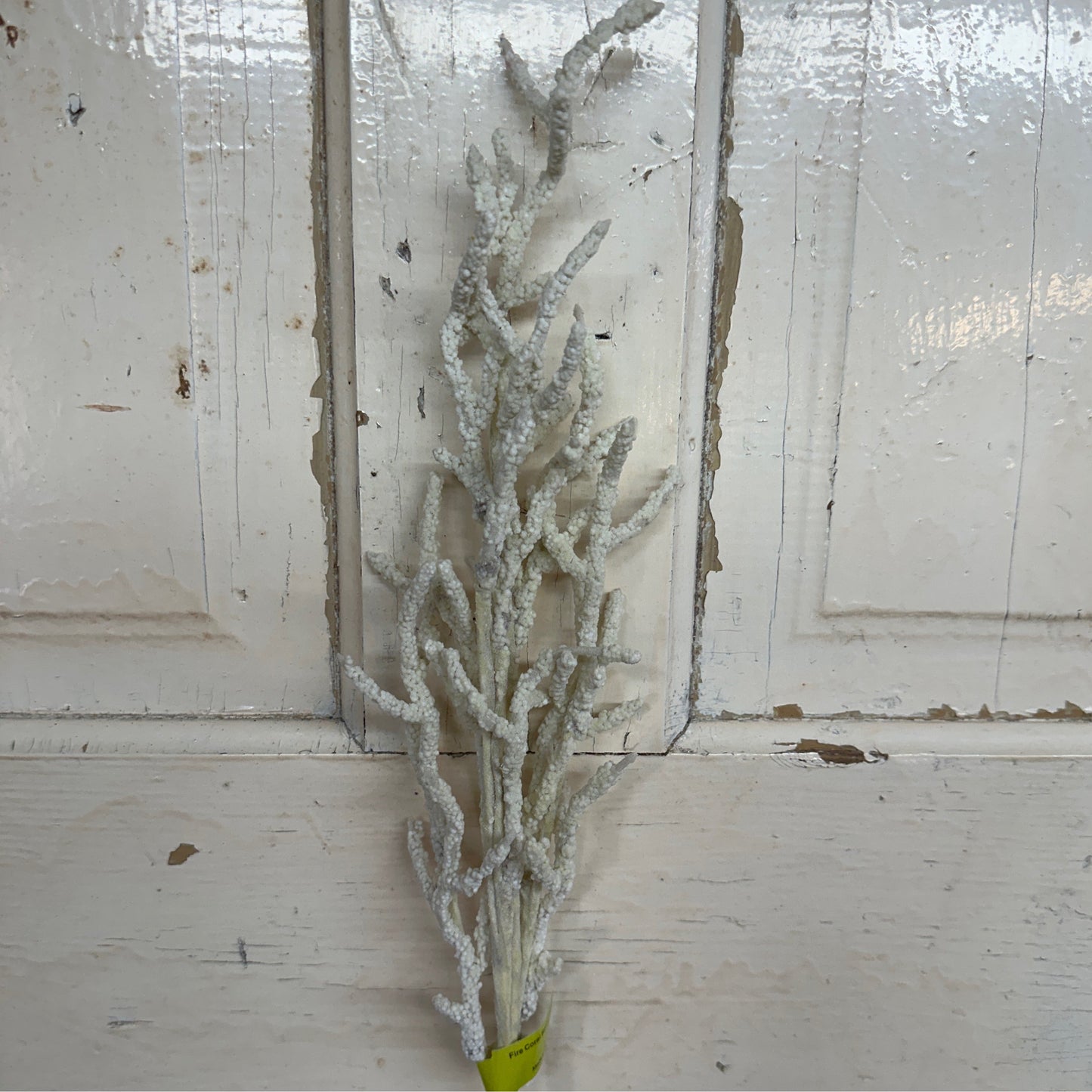 Fire Coral Spray Cream - CancreekDesigns