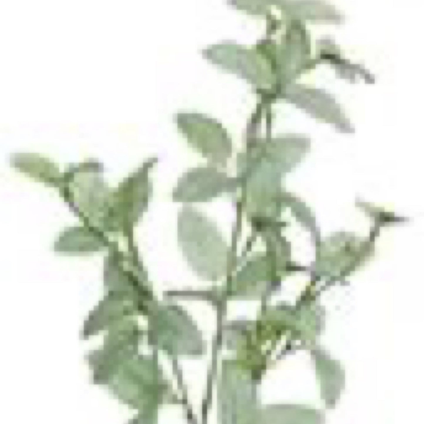 MINI FITTONIA SPRAY, 25", GREEN/CREAM - CancreekDesigns