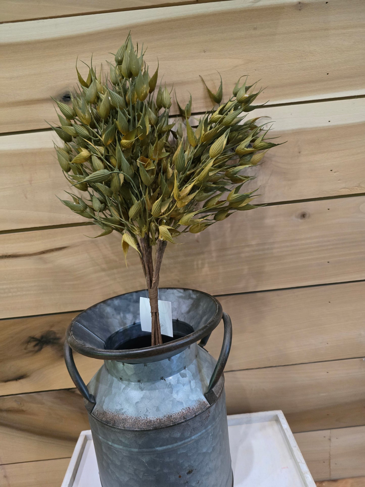 16" Bush sage bearded wheat-grass