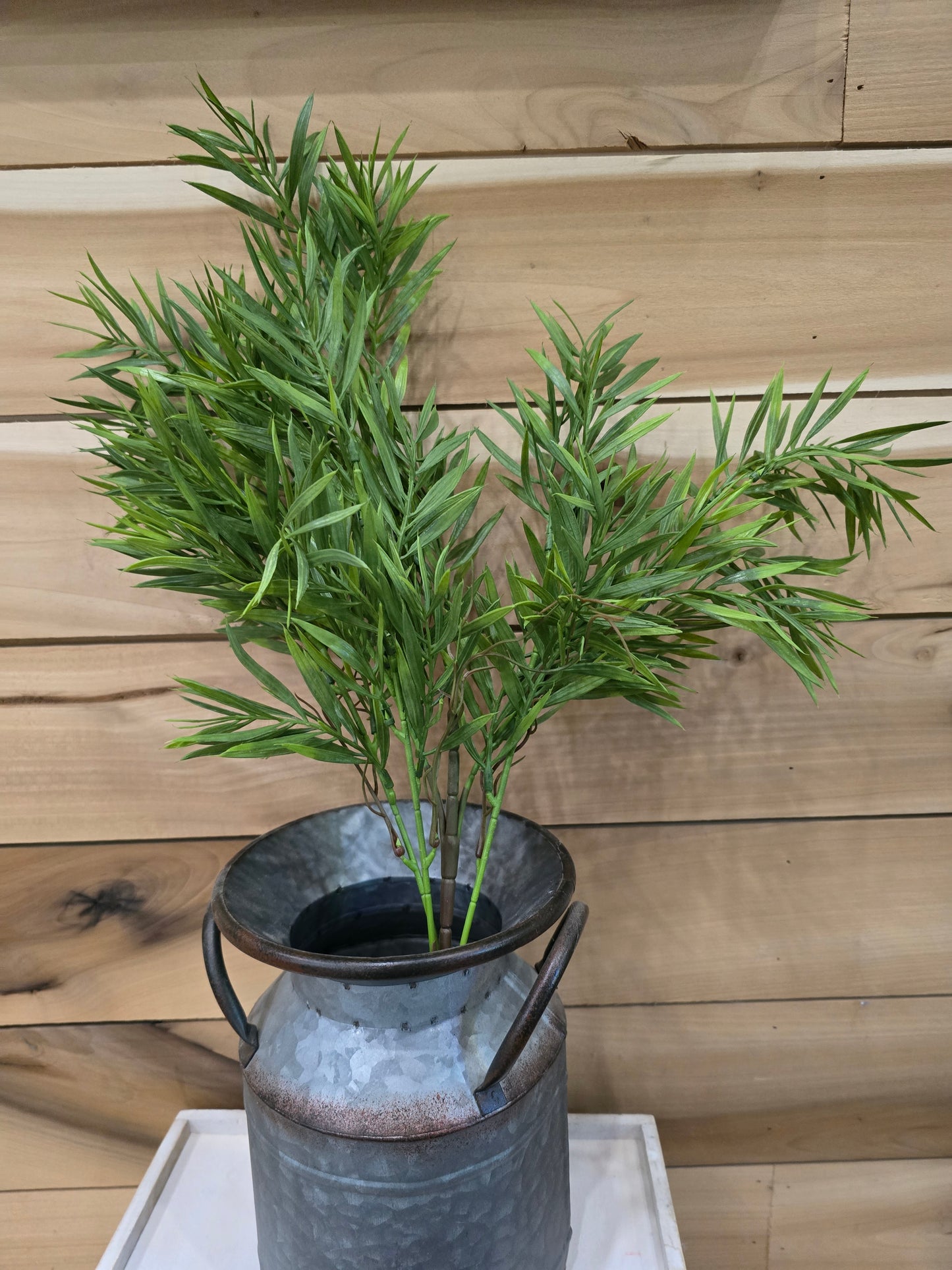 23" Tall Bush evergreen.
Podocarpus plants.