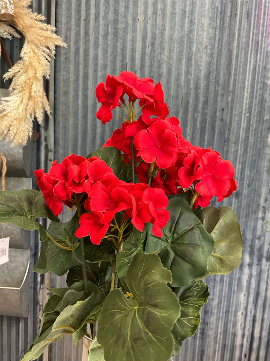 Red Geranium Bush