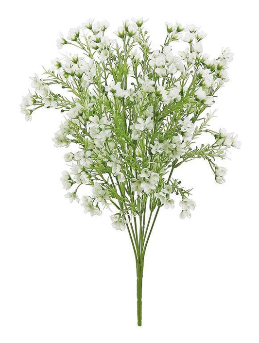 White Wax Flower Bush