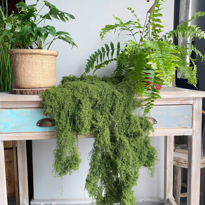 Artificial Thread Moss Rustic decoration Fake Moss grass: Dark green