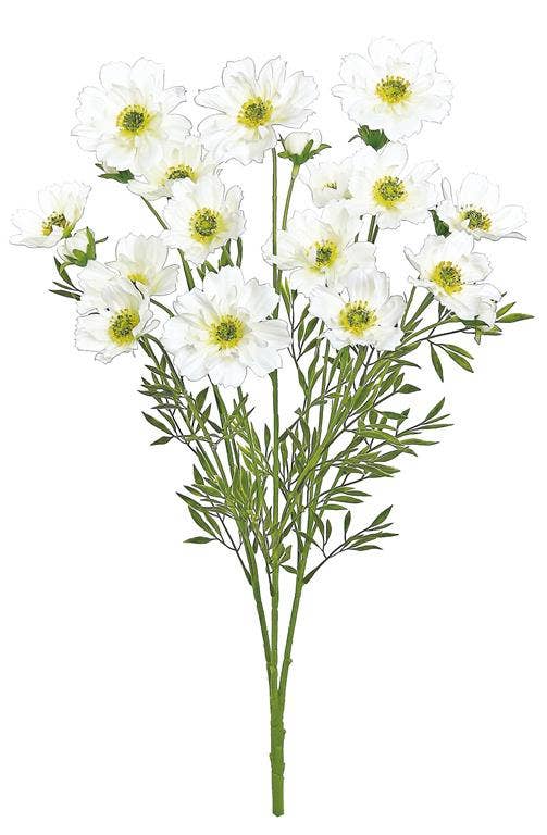 COSMOS BUSH X3, 23"; 2.5"-3" BLOOMS, CREAM