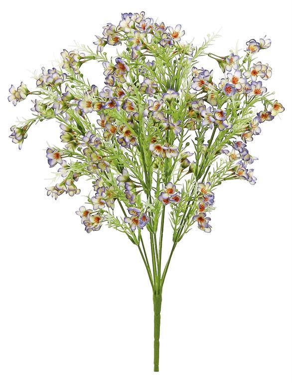 Lavender Wax Flower Bush