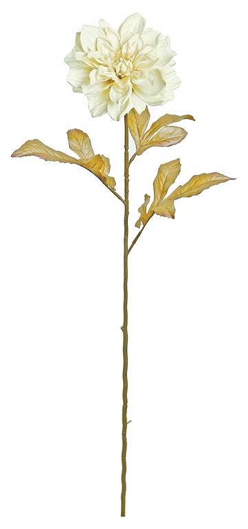 Shimmer Dahlia X1, 29", Pearl/Cream