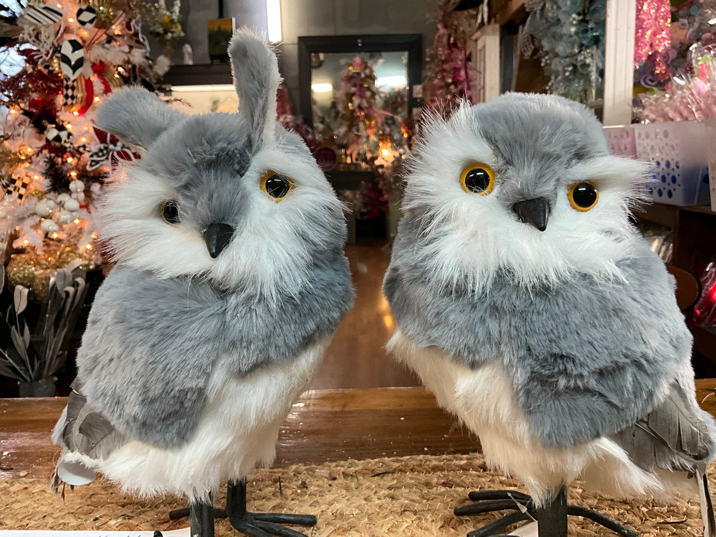 Gray and White Owl Choice