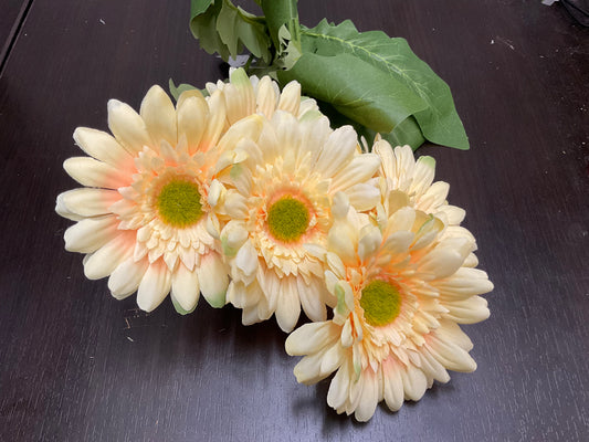 Cream Daisy