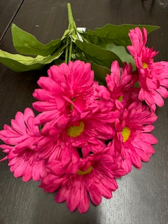 Hot Pink Daisy