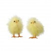 FLUFFY FEATHER CHICK 4" 2AS