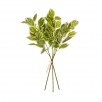 19" SEEDLING BEECH GREENERY BUNDLE X3