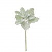 Dusty Miller stem