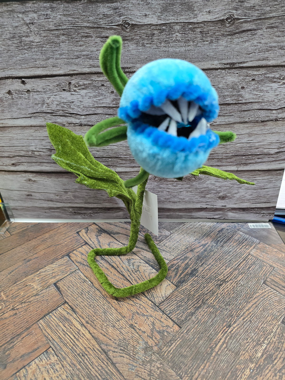 Venus flytrap