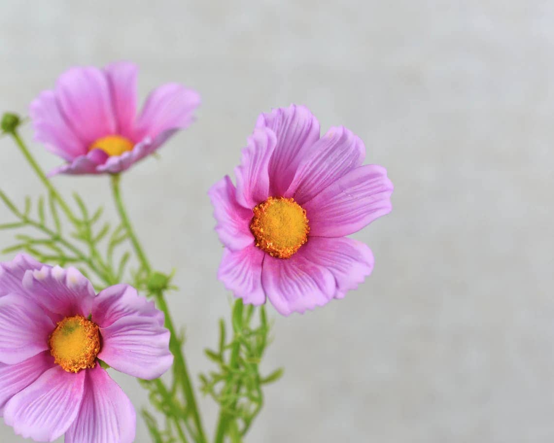 20" Real Touch Cosmos Flowers-vibrant lifelike colors: White with pink Trimmed