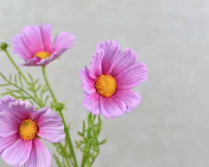 20" Real Touch Cosmos Flowers-vibrant lifelike colors: White with pink Trimmed