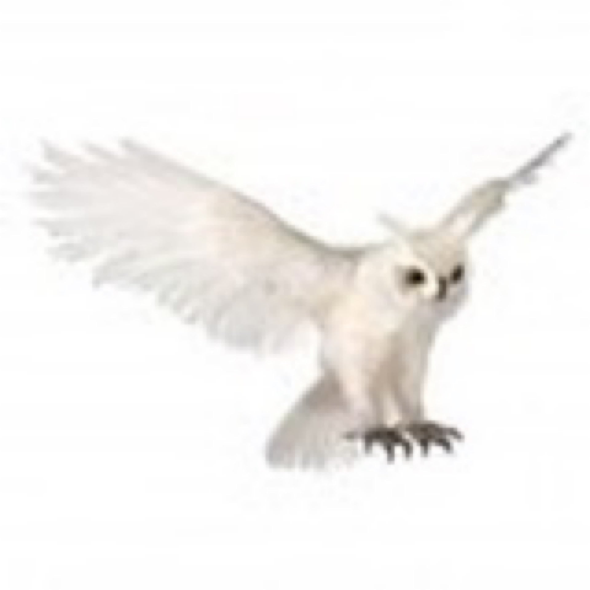 31" FLYING FEATHER WHITE OWL - CancreekDesigns