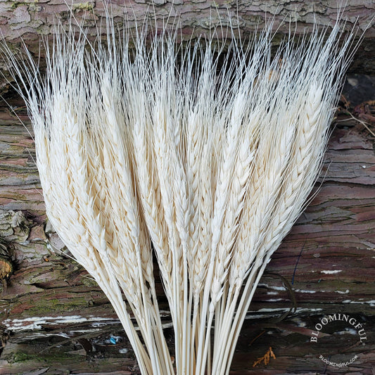 BLOOMINGFUL.COM - Dried Wheat, 50stems - White (006) - CancreekDesigns