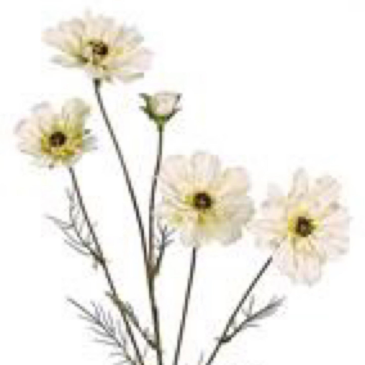 Cosmos spray x4 with bud 31” , linen - CancreekDesigns