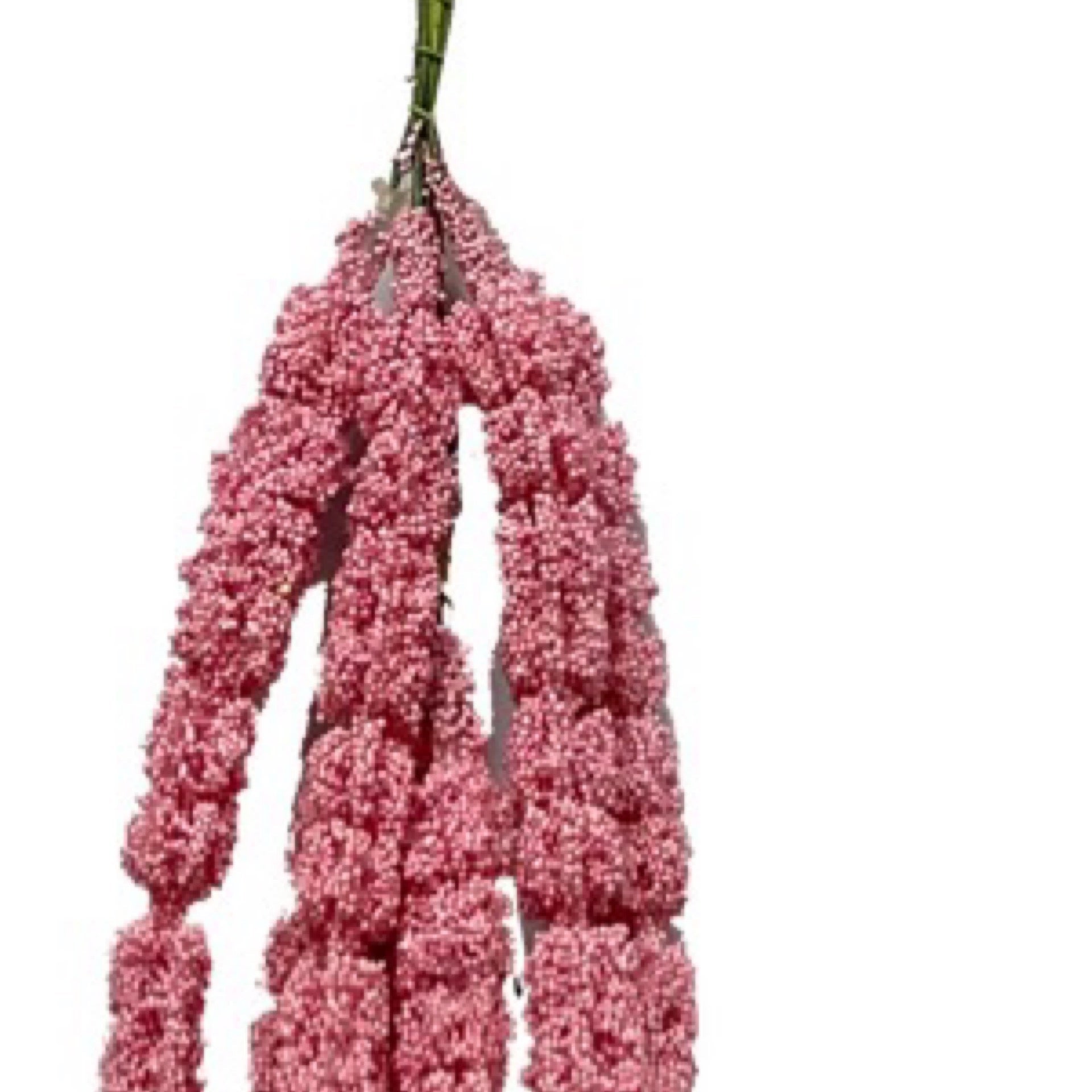 Amaranthus Hanging Drop H26 Pink - CancreekDesigns