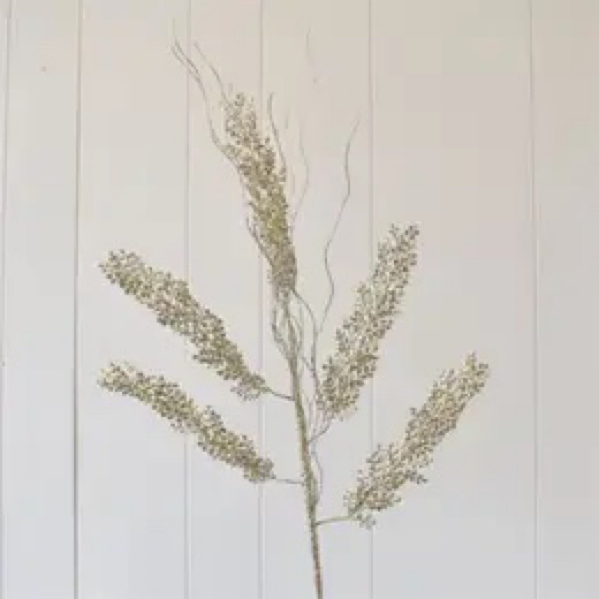 Champagne maiden fern - CancreekDesigns