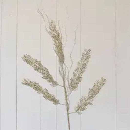 Champagne maiden fern - CancreekDesigns