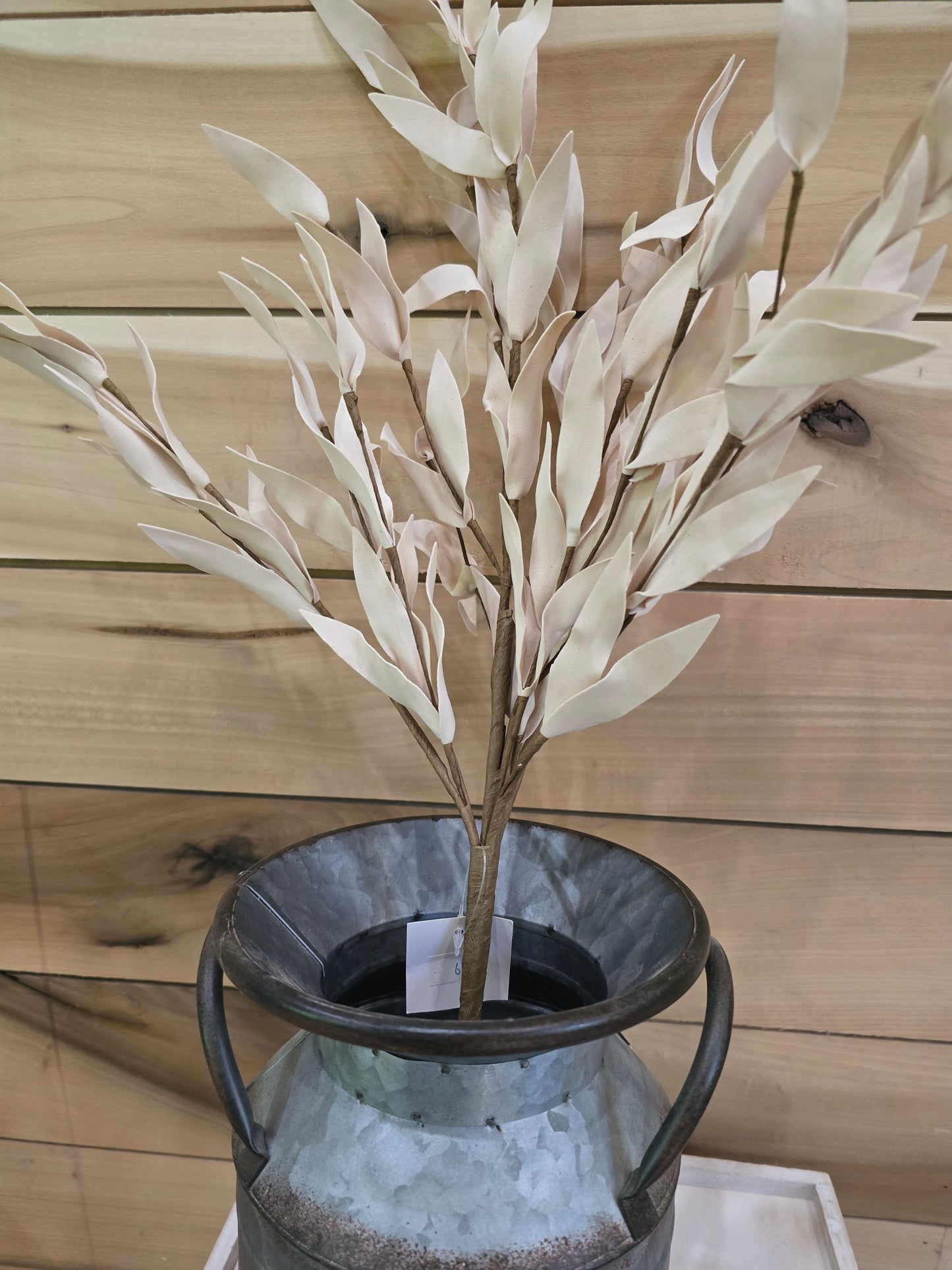 24" Buttercup herb leaves bush
