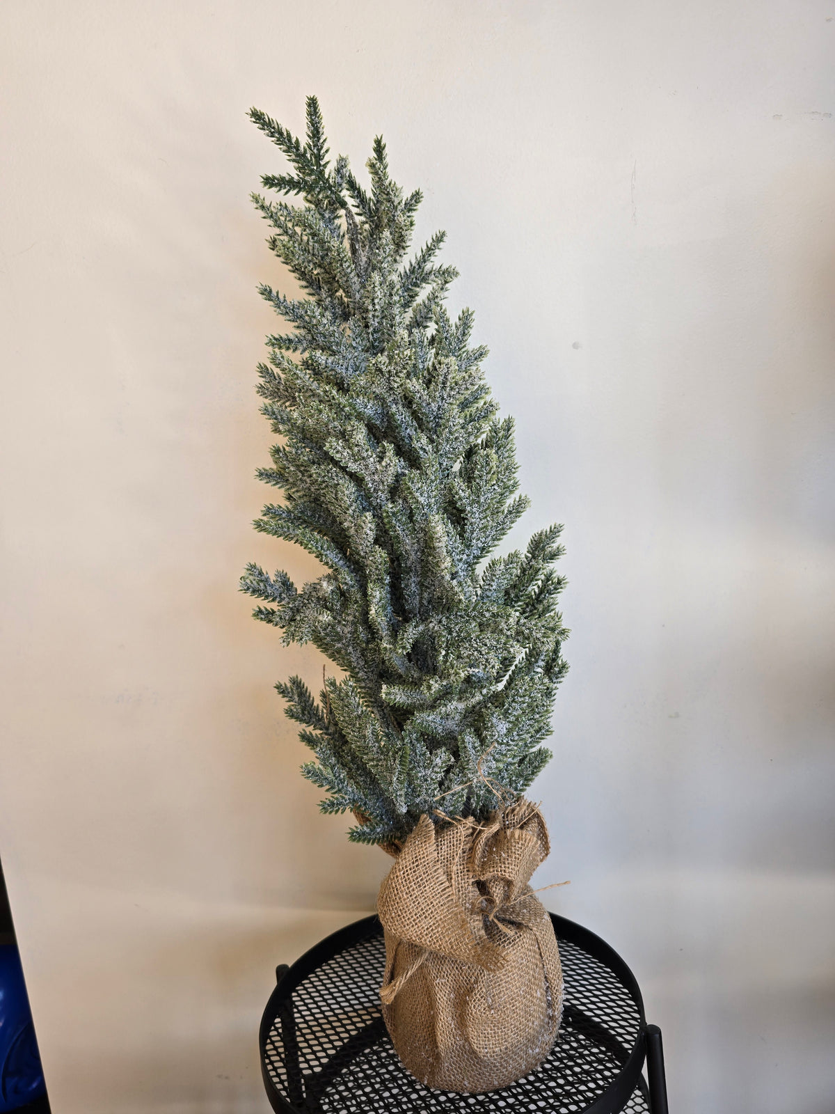 24" Snowy Blue Cypress Pine Tree