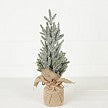 Snowy Blue Cypress Pine Tree